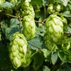 Hopfen