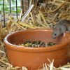 Maus im Garten beim Frühstück