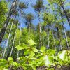 Wald im Frühling