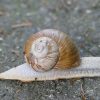 Weinbergschnecke