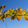 Weinlaub im Herbst