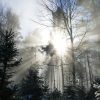 Winterwald im Gegenlicht